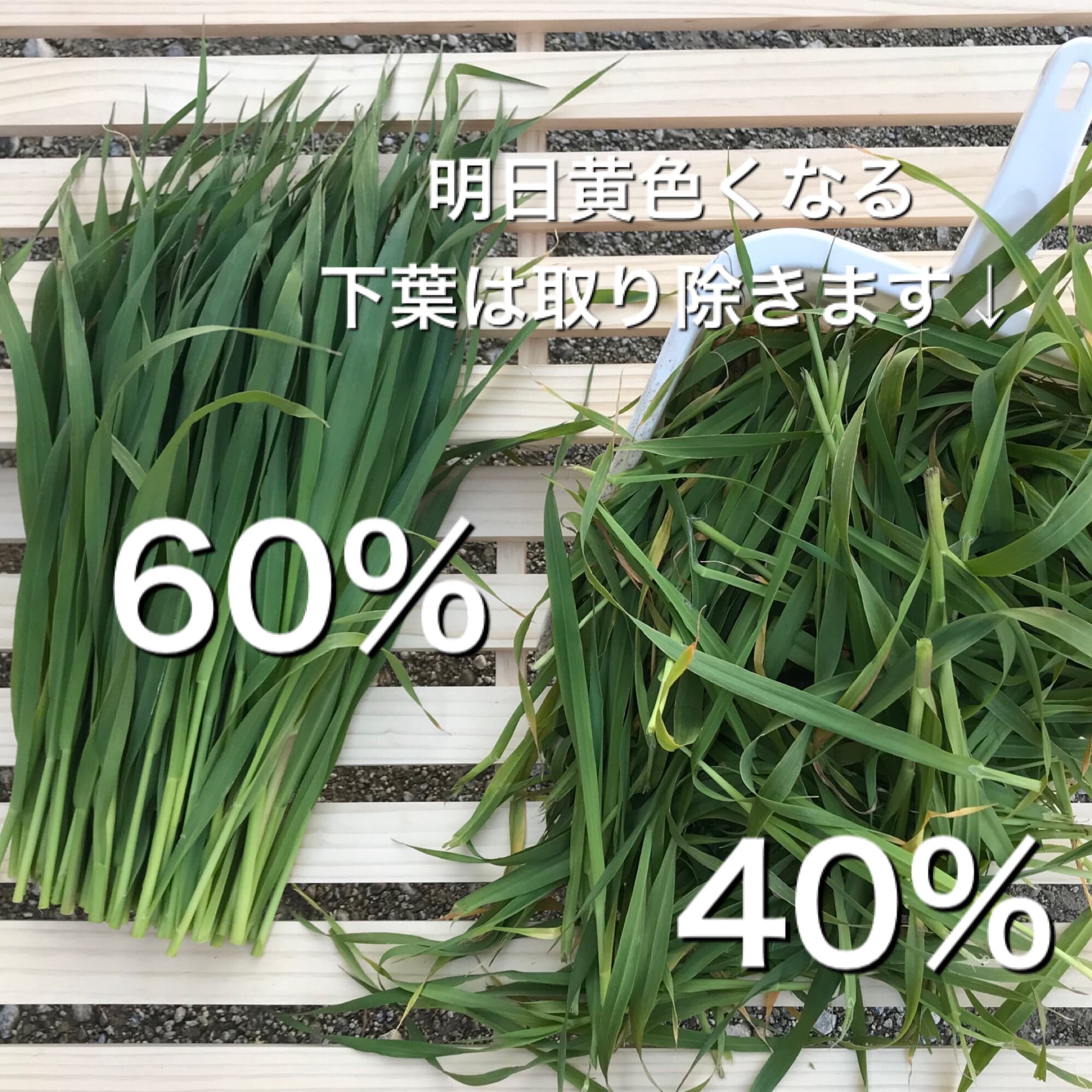 オーツヘイ選別