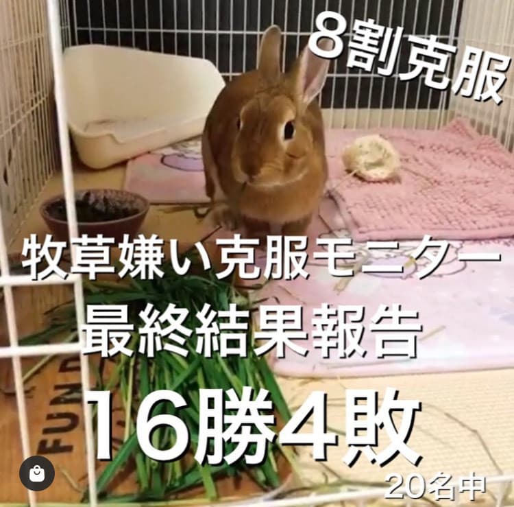 ラビンツ案内